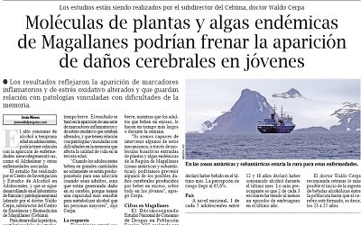 Algas de Magallanes podrían frenar aparición de daños cerebrales en jóvenes